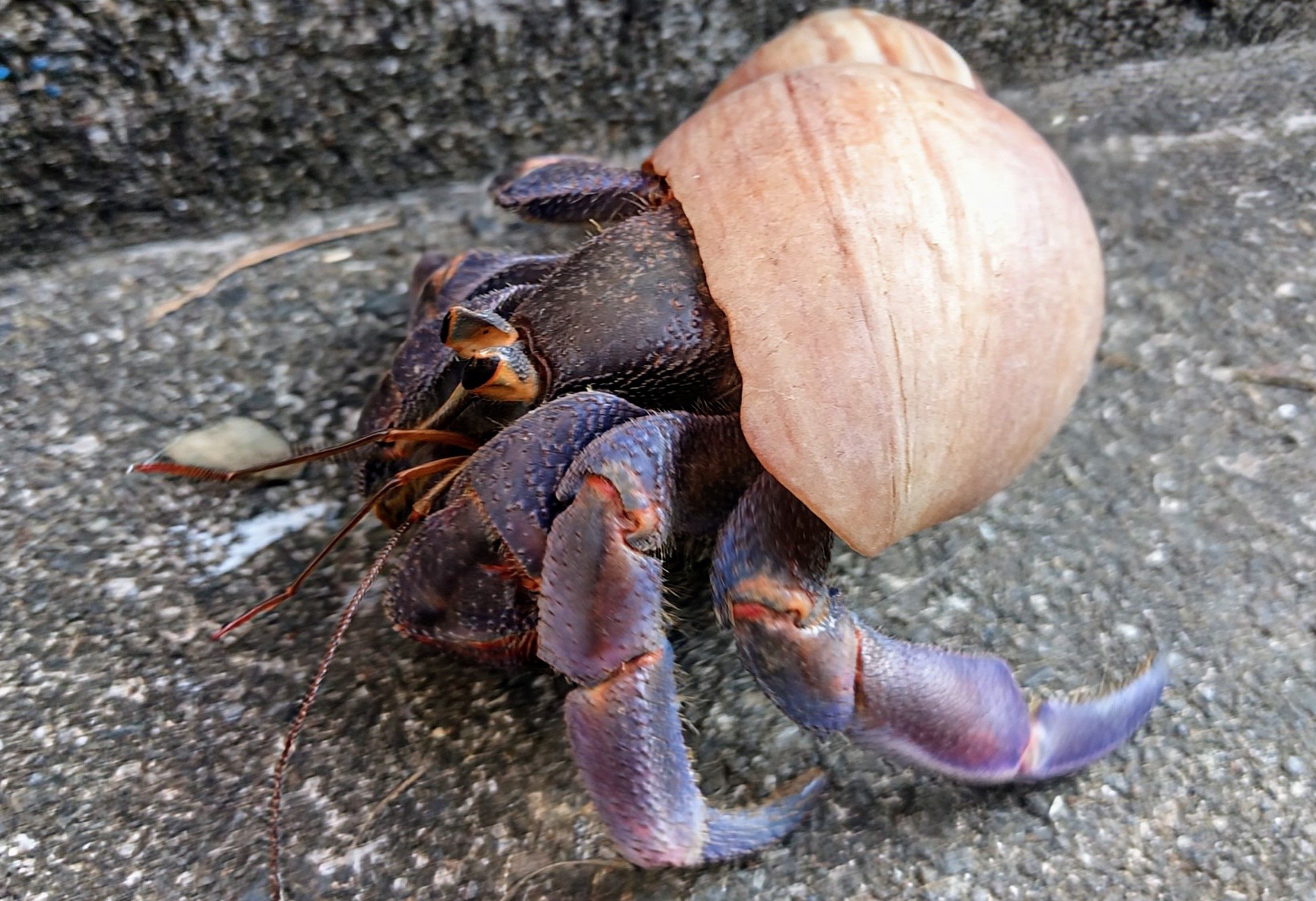 オカヤドカリ«国指定天然記念物»の写真